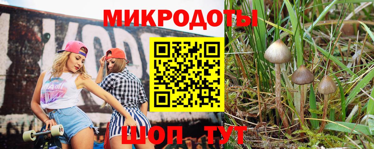 Галлюциногенные грибы Psilocybe Ртищево